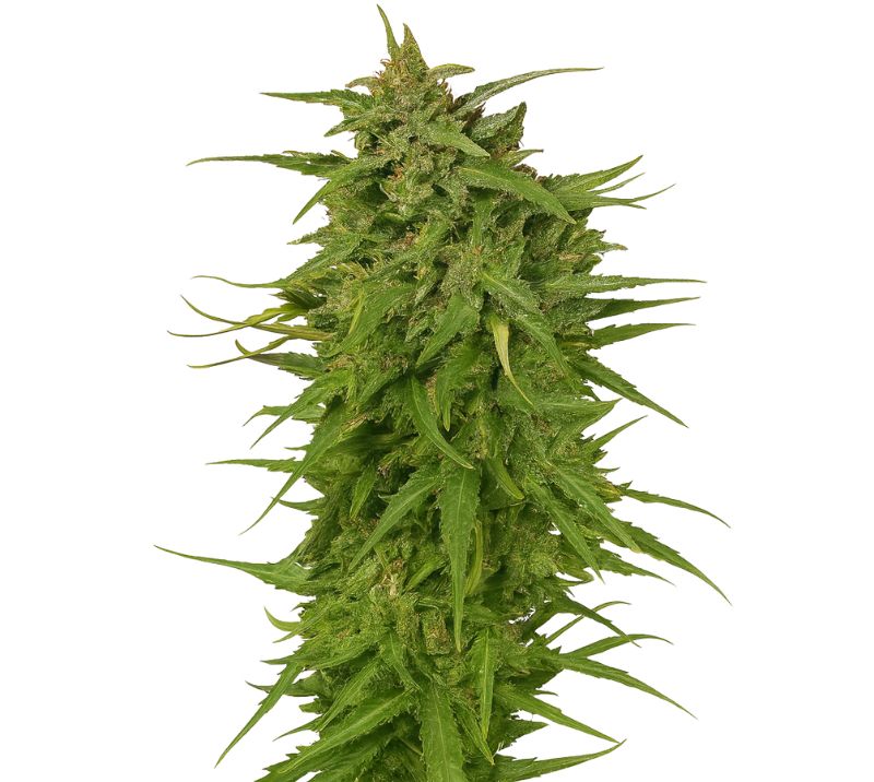 Cinex cannabis seeds packaging — Royal King Seeds Australia