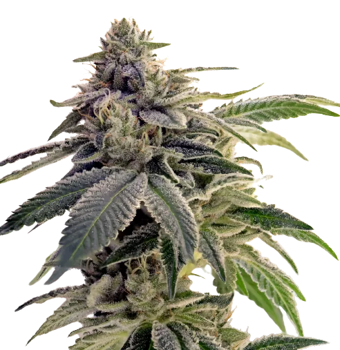Citrix cannabis seeds packaging — Royal King Seeds Australia
