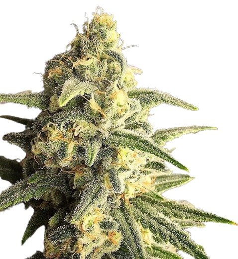 Citrus Sap cannabis seeds packaging — Royal King Seeds Australia