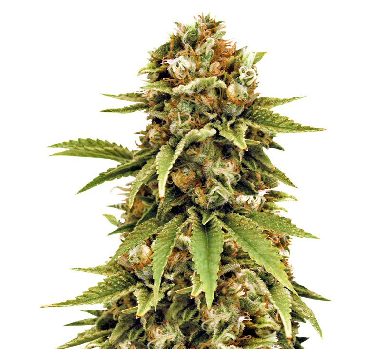 Cluster Bomb cannabis seeds packaging — Royal King Seeds Australia