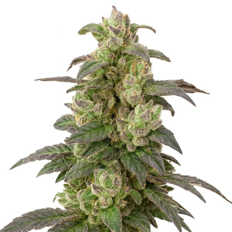 Coffee cannabis seeds packaging — Royal King Seeds Australia