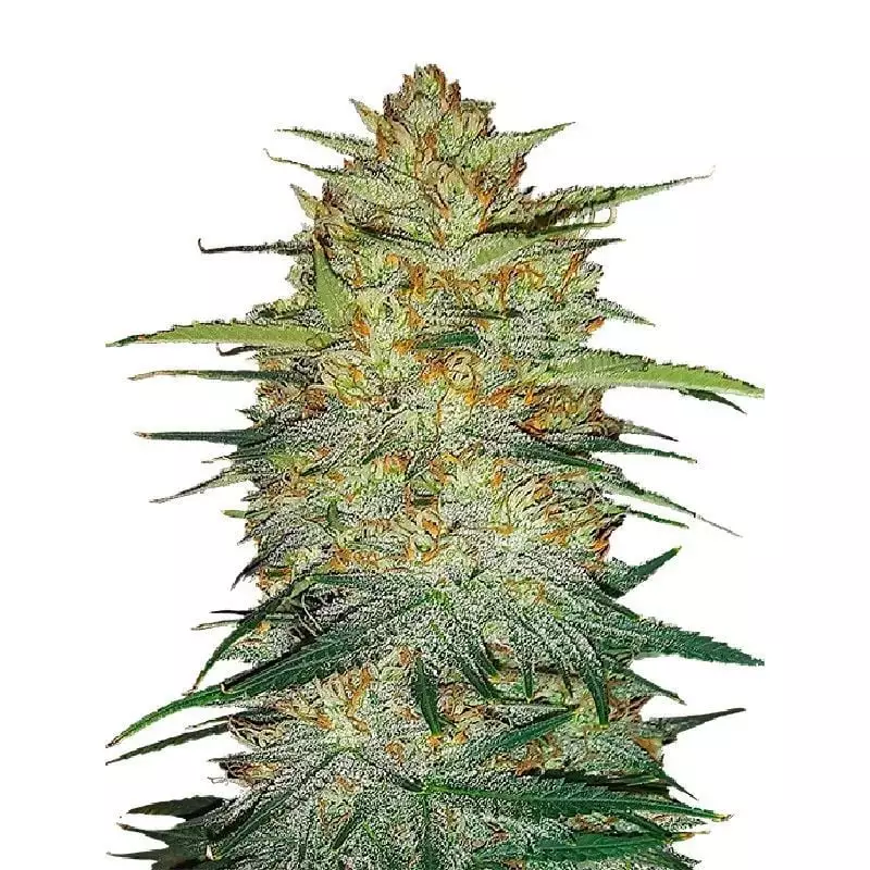 Cold War Kush cannabis seeds packaging — Royal King Seeds Australia