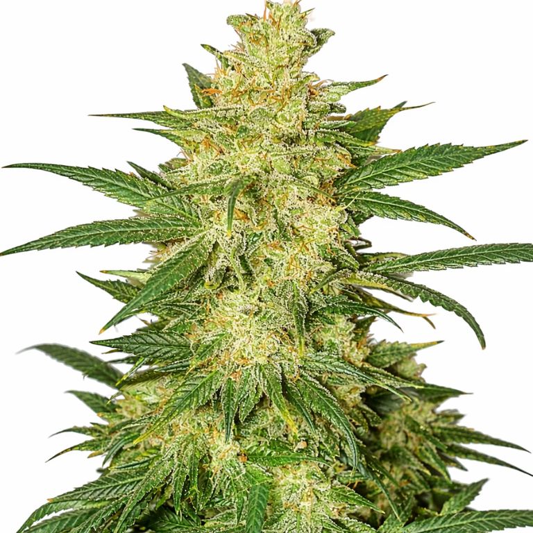 Colombian Gold cannabis seeds packaging — Royal King Seeds Australia