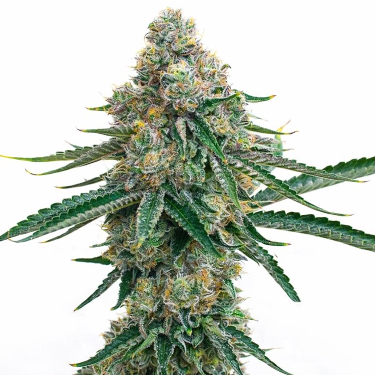Colorado Bubba cannabis seeds packaging — Royal King Seeds Australia