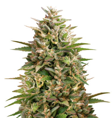 Colorado Clementines cannabis seeds packaging — Royal King Seeds Australia