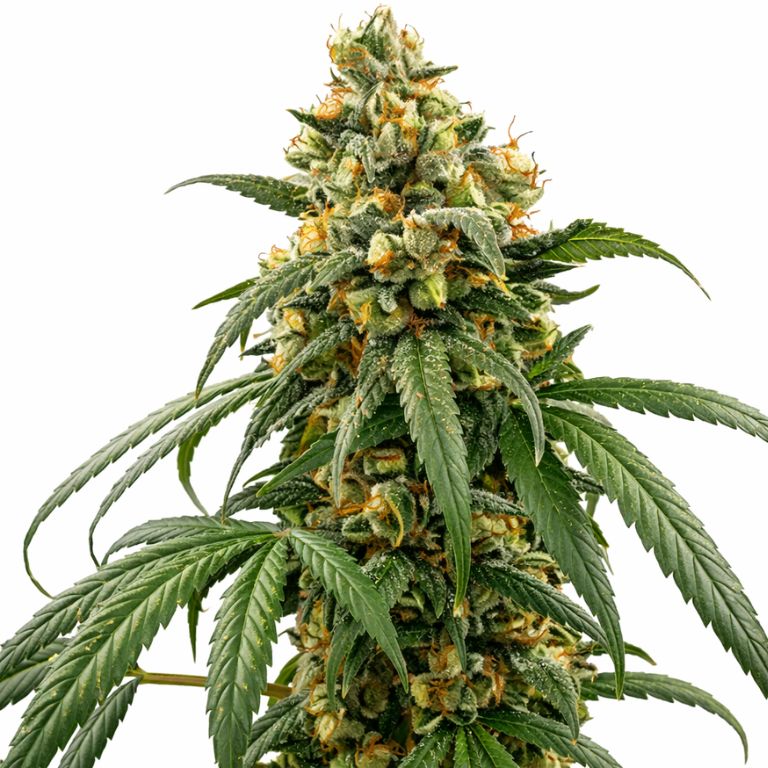Confidential Cheese cannabis seeds packaging — Royal King Seeds Australia