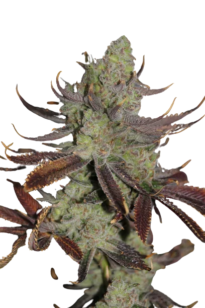 Conspiracy Kush cannabis seeds packaging — Royal King Seeds Australia