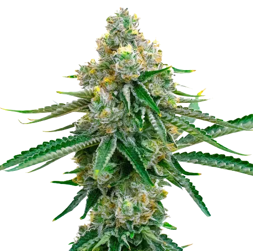 Cookie Jar cannabis seeds packaging — Royal King Seeds Australia
