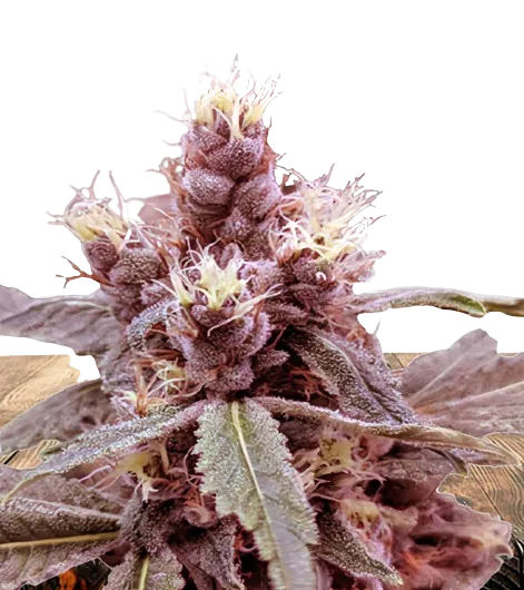 Cookie Monster cannabis seeds packaging — Royal King Seeds Australia