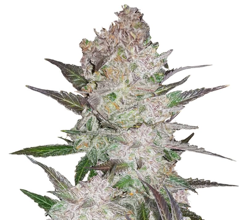 Cookie Wreck cannabis seeds packaging — Royal King Seeds Australia