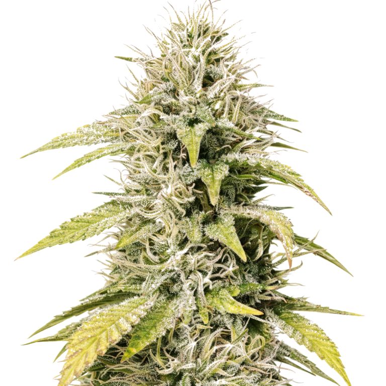 Cookies and Cream cannabis seeds packaging — Royal King Seeds Australia