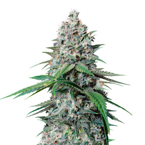 Cookies Gelato cannabis seeds packaging — Royal King Seeds Australia