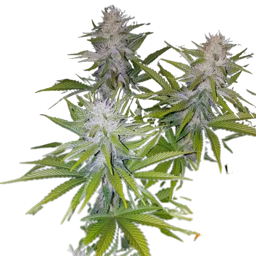 Cookies Kush cannabis seeds packaging — Royal King Seeds Australia