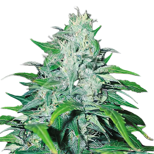 Copper Kush cannabis seeds packaging — Royal King Seeds Australia