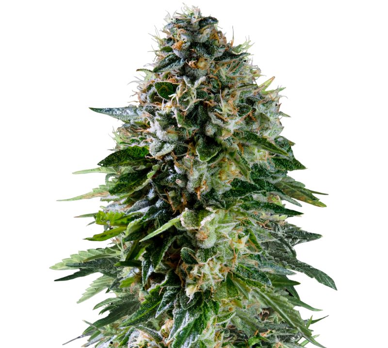 Corkscrew cannabis seeds packaging — Royal King Seeds Australia