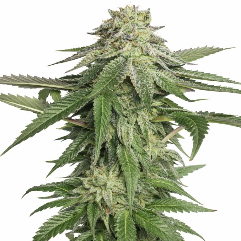 Corleone Kush cannabis seeds packaging — Royal King Seeds Australia