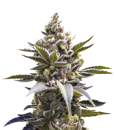 Cornbread cannabis seeds packaging — Royal King Seeds Australia