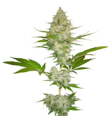 Cotton Candy Kush cannabis seeds packaging — Royal King Seeds Australia