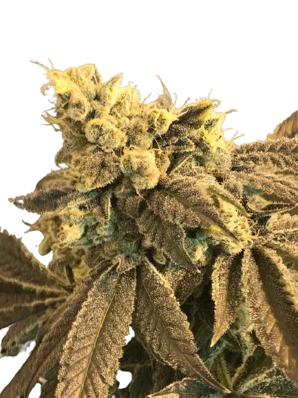 Cowboy Kush cannabis seeds packaging — Royal King Seeds Australia