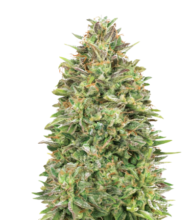 Cracker Jack cannabis seeds packaging — Royal King Seeds Australia