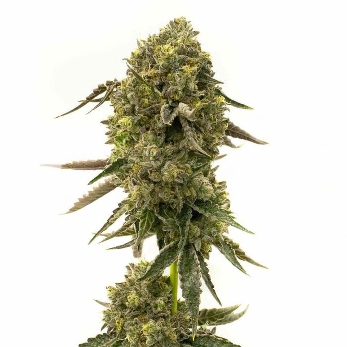Cramnesia cannabis seeds packaging — Royal King Seeds Australia
