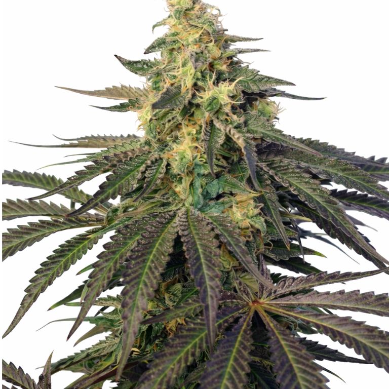 Cream Caramel cannabis seeds packaging — Royal King Seeds Australia