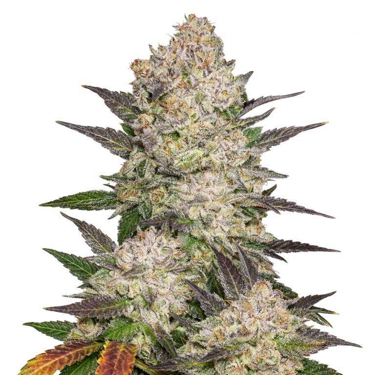 Cream cannabis seeds packaging — Royal King Seeds Australia