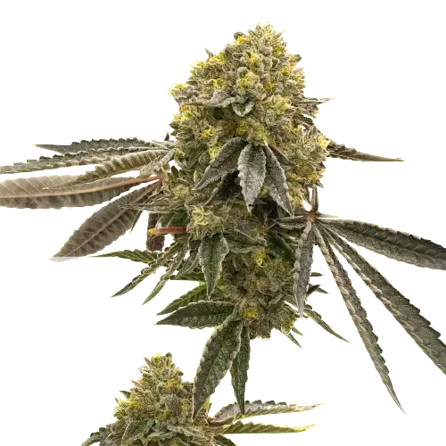 Critical 47 cannabis seeds packaging — Royal King Seeds Australia