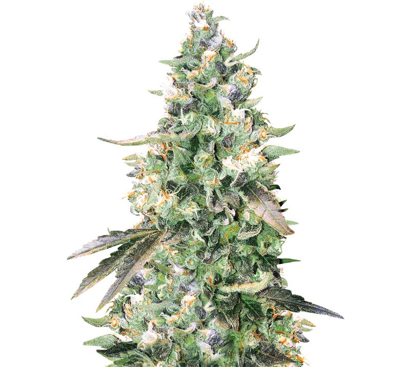 Critical Bilbo cannabis seeds packaging — Royal King Seeds Australia