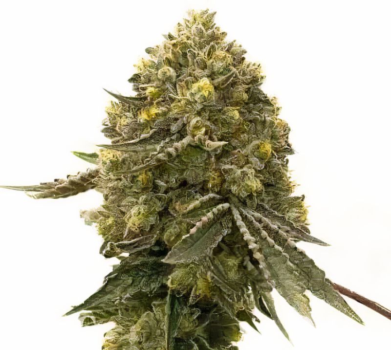 Critical Crack cannabis seeds packaging — Royal King Seeds Australia