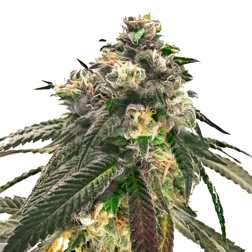 Critical Fast Bud cannabis seeds packaging — Royal King Seeds Australia