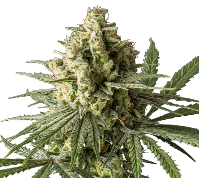 Critical Glue cannabis seeds packaging — Royal King Seeds Australia