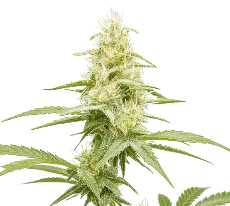 Critical Jack cannabis seeds packaging — Royal King Seeds Australia
