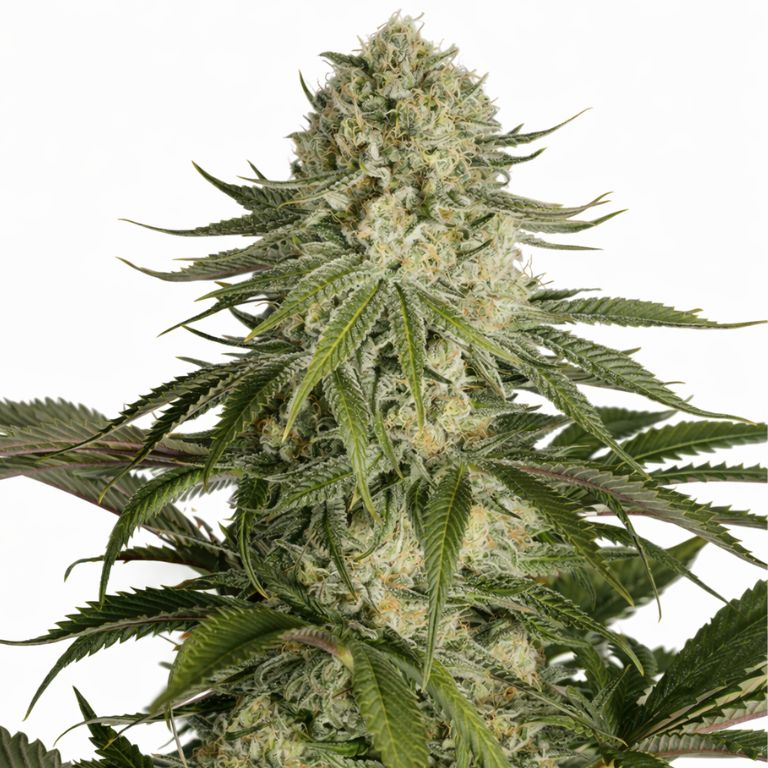 Critical Kush cannabis seeds packaging — Royal King Seeds Australia