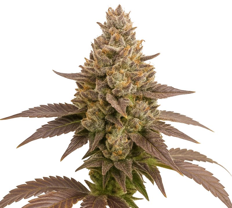Critical Plus cannabis seeds packaging — Royal King Seeds Australia