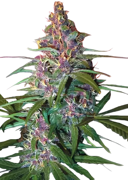 Critical Purple cannabis seeds packaging — Royal King Seeds Australia