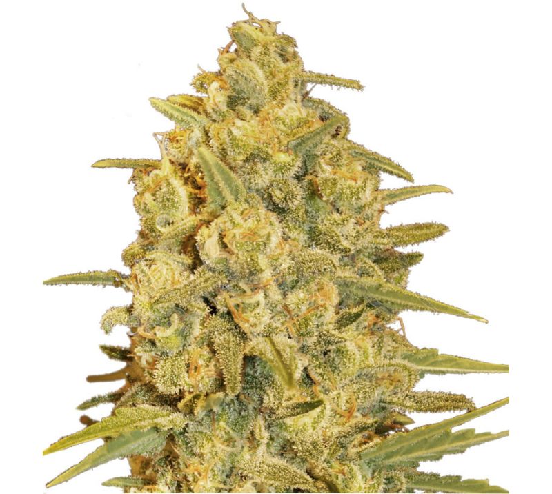 Critical Sensi Star cannabis seeds packaging — Royal King Seeds Australia