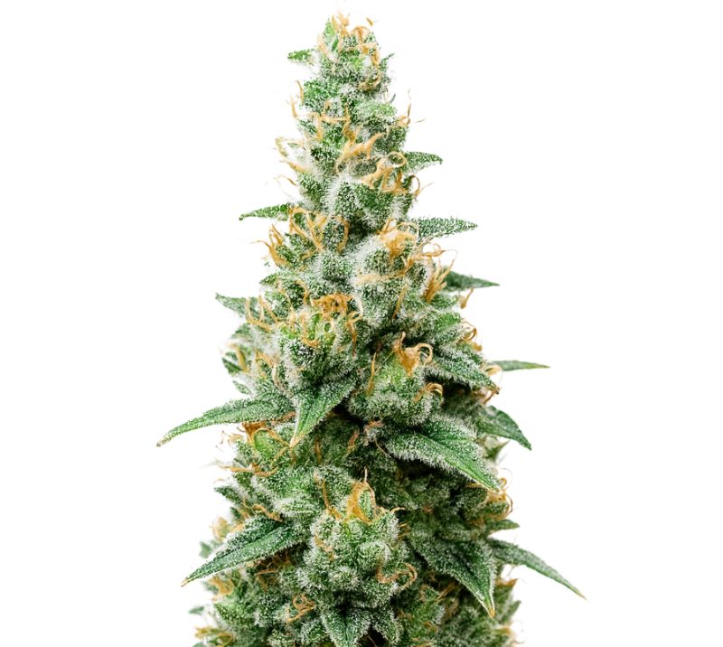 Critical Skunk cannabis seeds packaging — Royal King Seeds Australia