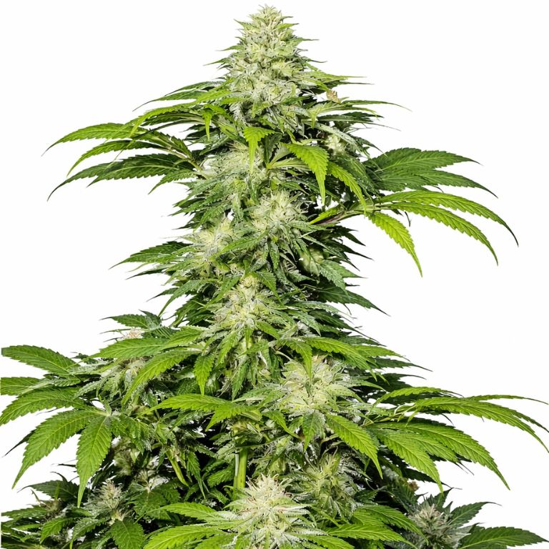 Crosswalker cannabis seeds packaging — Royal King Seeds Australia