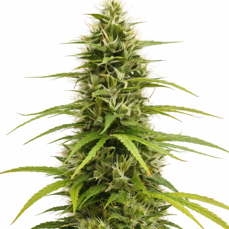 Crouching Tiger Hidden Alien cannabis seeds packaging — Royal King Seeds Australia