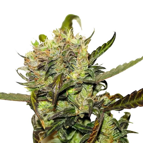 Crown OG cannabis seeds packaging — Royal King Seeds Australia