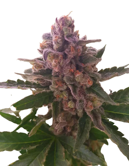 Crown Royale cannabis seeds packaging — Royal King Seeds Australia
