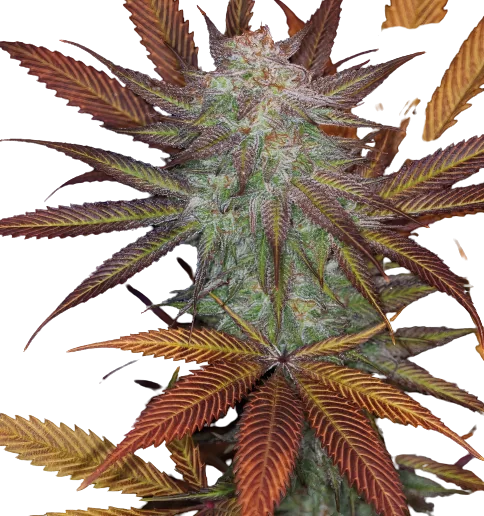 Cuvee cannabis seeds packaging — Royal King Seeds Australia