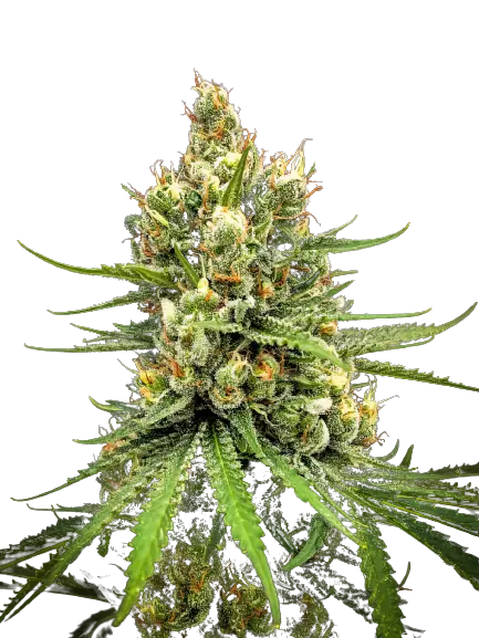 Dairy Queen cannabis seeds packaging — Royal King Seeds Australia