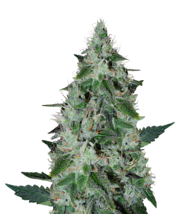 Dakini Kush cannabis seeds packaging — Royal King Seeds Australia