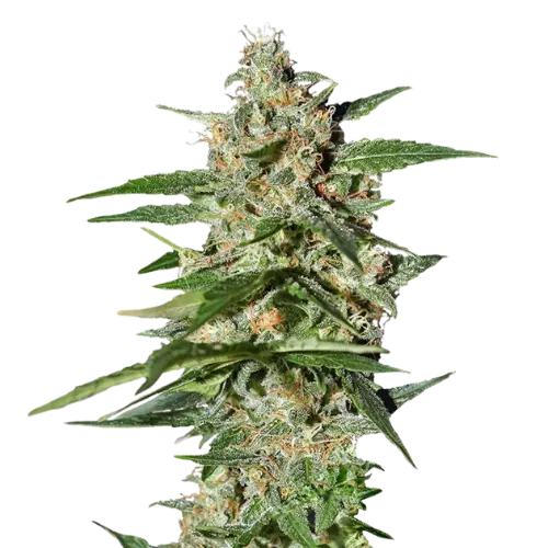 Damnesia cannabis seeds packaging — Royal King Seeds Australia