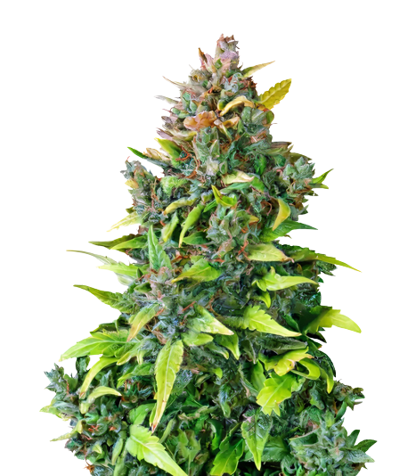 Dance World CBD cannabis seeds packaging — Royal King Seeds Australia