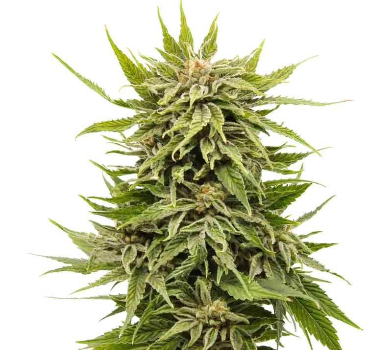 Dank Schrader cannabis seeds packaging — Royal King Seeds Australia