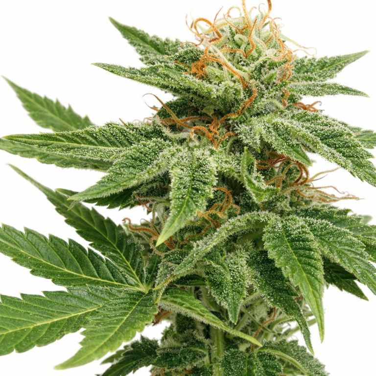 Dank Sinatra cannabis seeds packaging — Royal King Seeds Australia