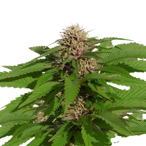 Danky Doodle cannabis seeds packaging — Royal King Seeds Australia